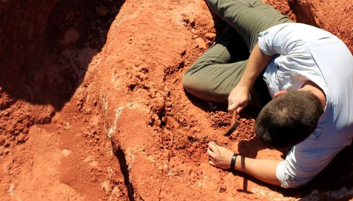 © Janaína Brand Dillmann Fóssil descoberto no Brasil lança luz sobre origem dos dinossauros
